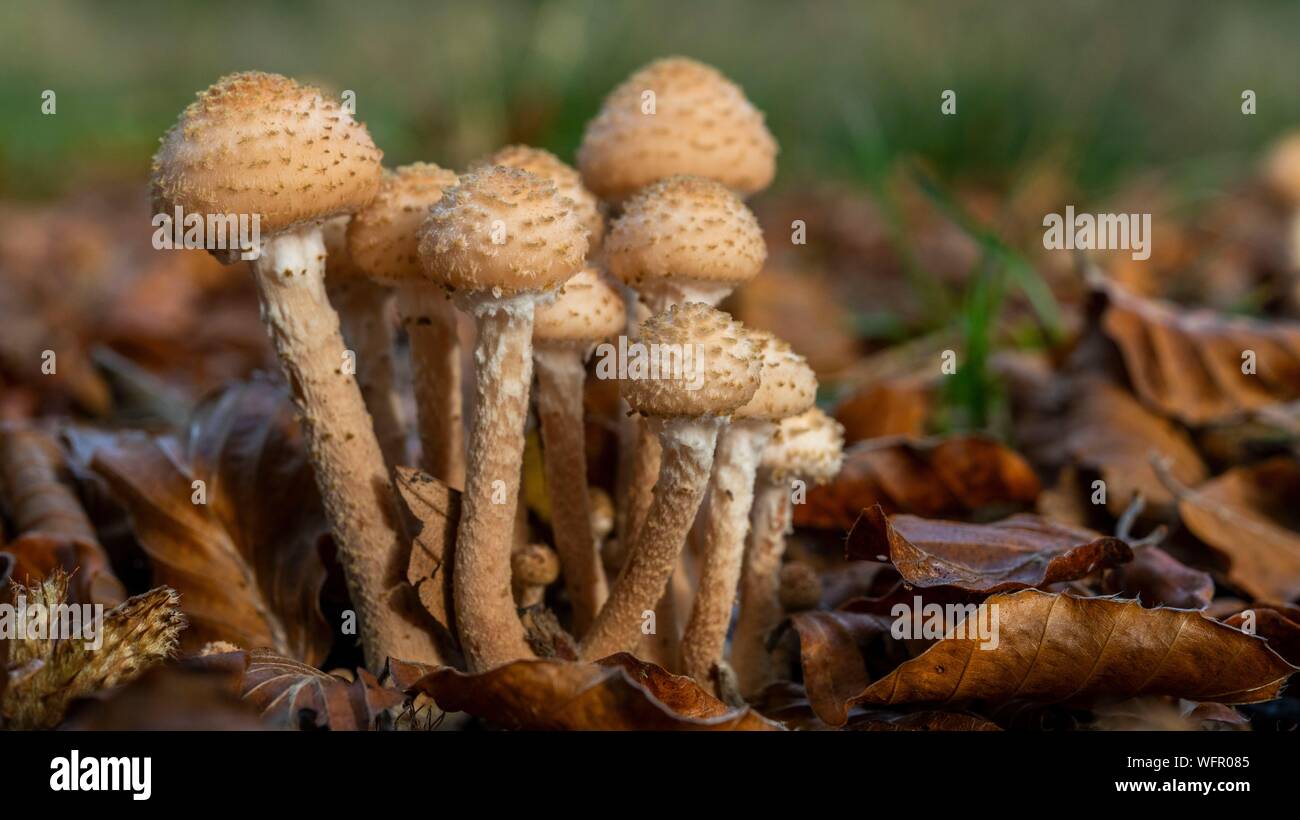 France, somme (80), Forêt de Crécy, Crécy-en-Ponthieu, Armillaria mellea armillaire - couleur de miel - Les champignons de la Forêt de Crécy en automne Banque D'Images