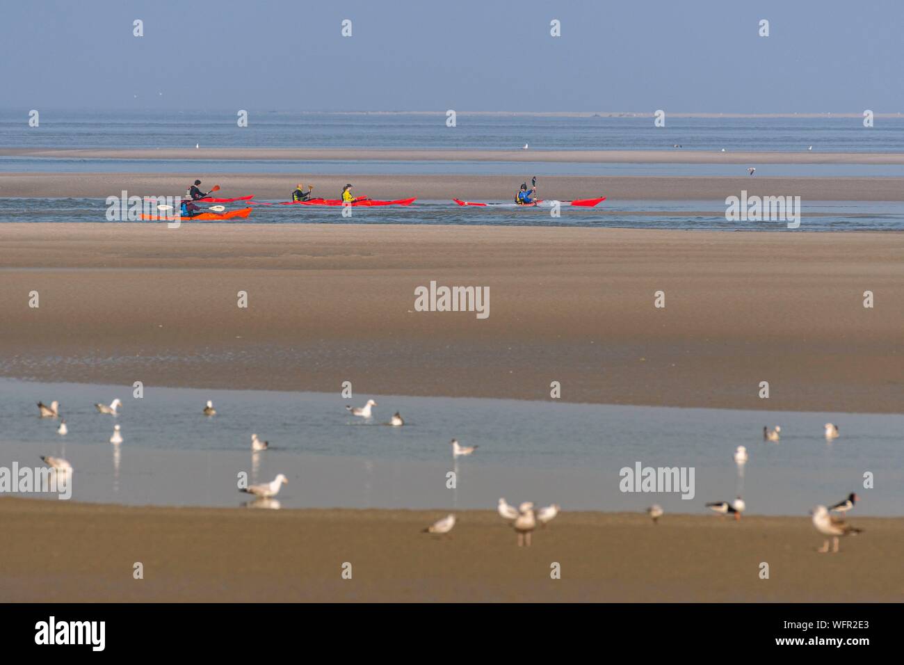 France, Picardie, Baie de Somme, Le Crotoy, indonésien et canots canoë kayak durant la marée haute, les bateaux sont à attendre que le flux et le mascaret à l'entrée de la baie et puis allez jusqu'a aidé par le fort courant, parfois accompagnés par les joints, certains ne leur bateau sur les bancs d'observer les oiseaux délogée par la marée Banque D'Images