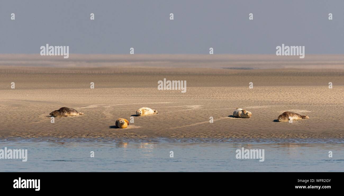 France, Picardie, Baie de Somme, Le Crotoy, indonésien et canots canoë kayak durant la marée haute, les bateaux sont à attendre que le flux et le mascaret à l'entrée de la baie et puis allez jusqu'a aidé par le fort courant, parfois accompagnés par les joints, certains ne leur bateau sur les bancs d'observer les oiseaux délogée par la marée Banque D'Images