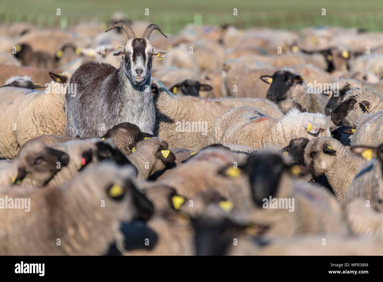 France, Picardie, Baie de Somme, Le Crotoy, moutons de pré salé de la Baie de Somme au printemps, à cette époque de l'année, les moutons ont encore leur laine et les agneaux sont encore petites, quelques chèvres accompagner le troupeau pour le guider dans les prés Banque D'Images