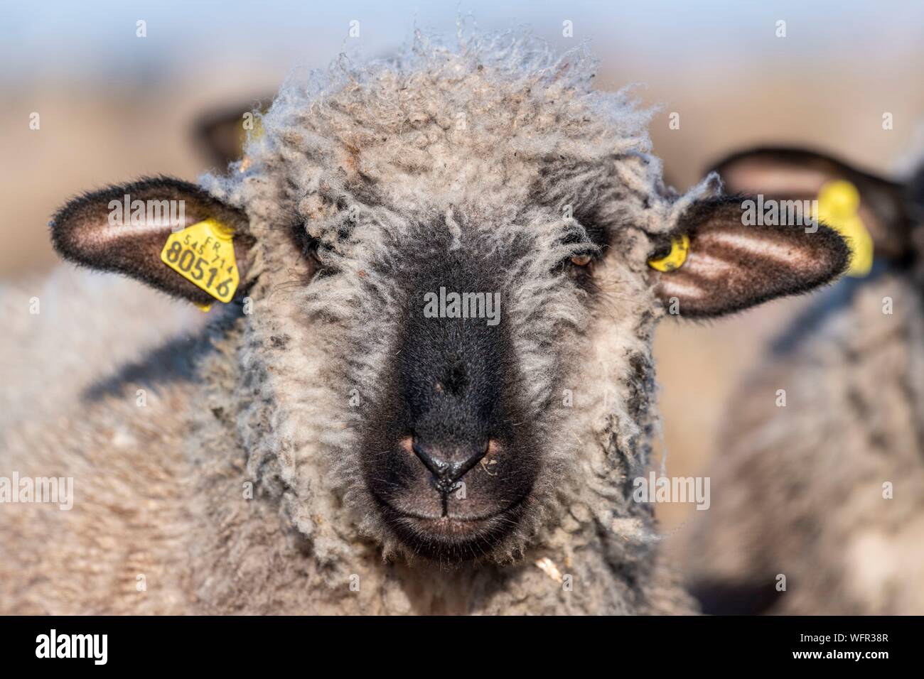 France, Picardie, Baie de Somme, Le Crotoy, moutons de pré salé de la Baie de Somme au printemps, à cette époque de l'année, les moutons ont encore leur laine et les agneaux sont encore petites, quelques chèvres accompagner le troupeau pour le guider dans les prés Banque D'Images