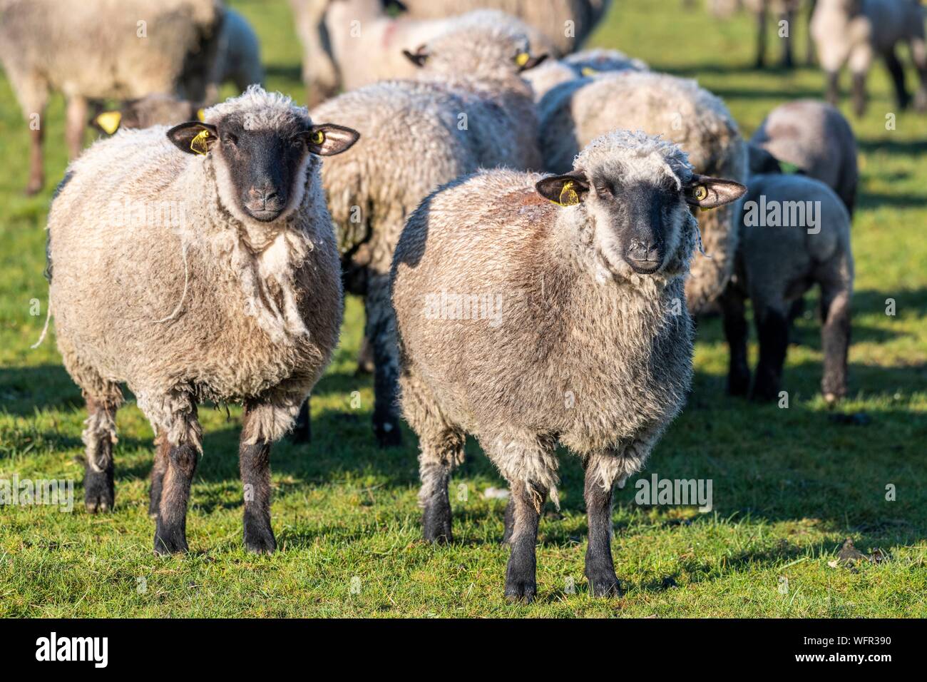 France, Picardie, Baie de Somme, Le Crotoy, moutons de pré salé de la Baie de Somme au printemps, à cette époque de l'année, les moutons ont encore leur laine et les agneaux sont encore petites, quelques chèvres accompagner le troupeau pour le guider dans les prés Banque D'Images