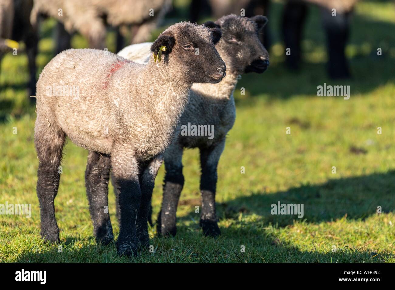 France, Picardie, Baie de Somme, Le Crotoy, moutons de pré salé de la Baie de Somme au printemps, à cette époque de l'année, les moutons ont encore leur laine et les agneaux sont encore petites, quelques chèvres accompagner le troupeau pour le guider dans les prés Banque D'Images