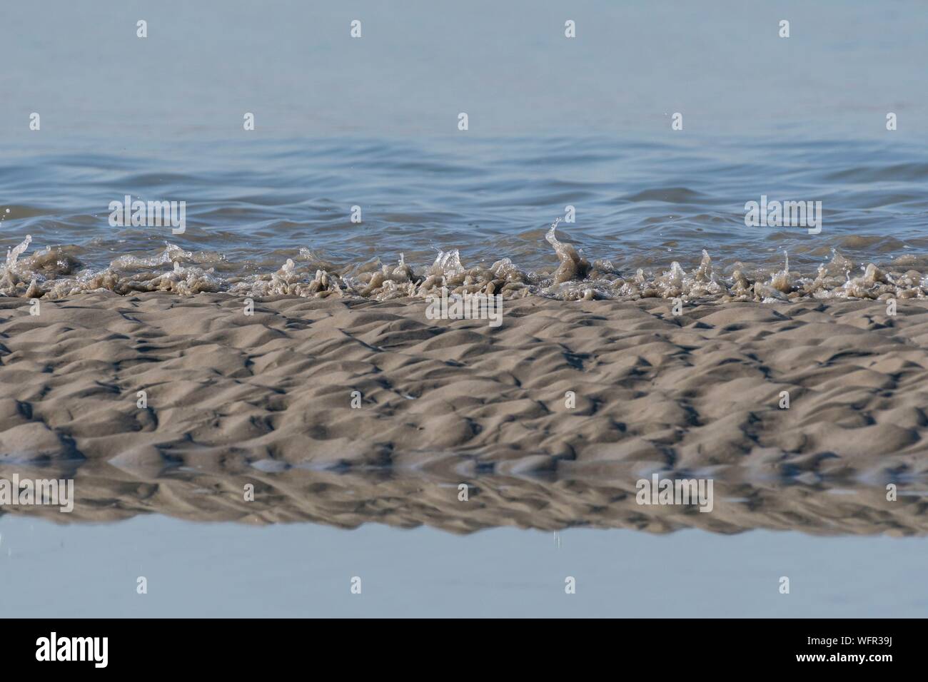 France, Picardie, Baie de Somme, réserve naturelle de la Baie de Somme, Le Crotoy, Maye, l'arrivée du mascaret dans la Baie de Somme, une petite vague et un fort courant pousse progressivement les oiseaux de la baie Banque D'Images