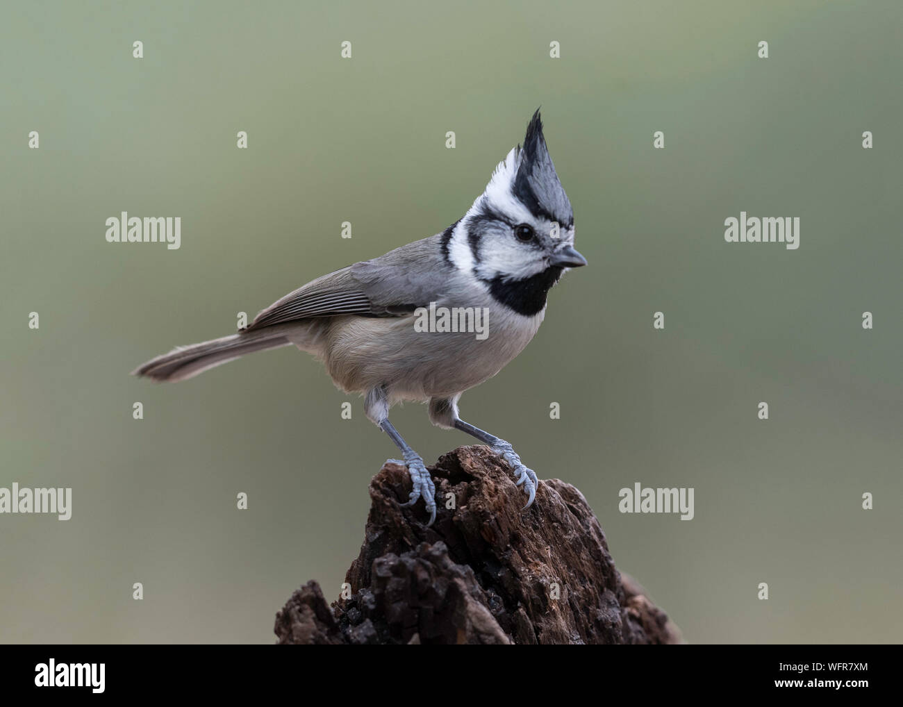 Souris titrée bridée (Baeolophus wollweberi), elle est petite, à crêtes et grise avec un visage à motifs noir et blanc, un bavoir noir Banque D'Images