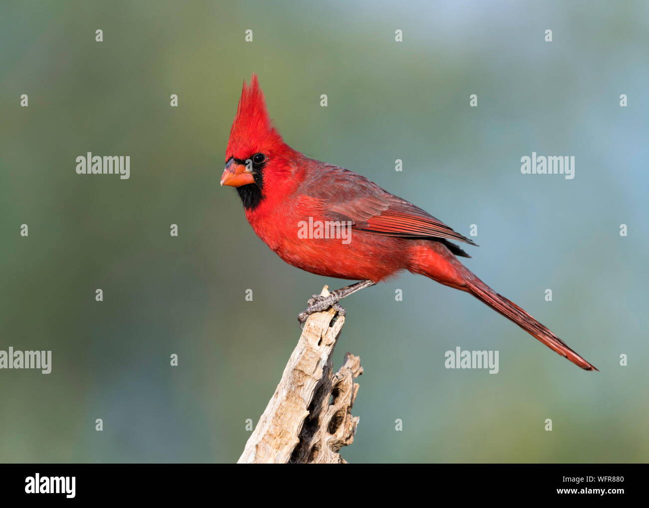 Cardinal du Nord (Cardinalis cardinalis), connu familièrement comme le cardinal commun, cardinal rouge, ou simplement cardinal, est un oiseau du genre Cardinali Banque D'Images