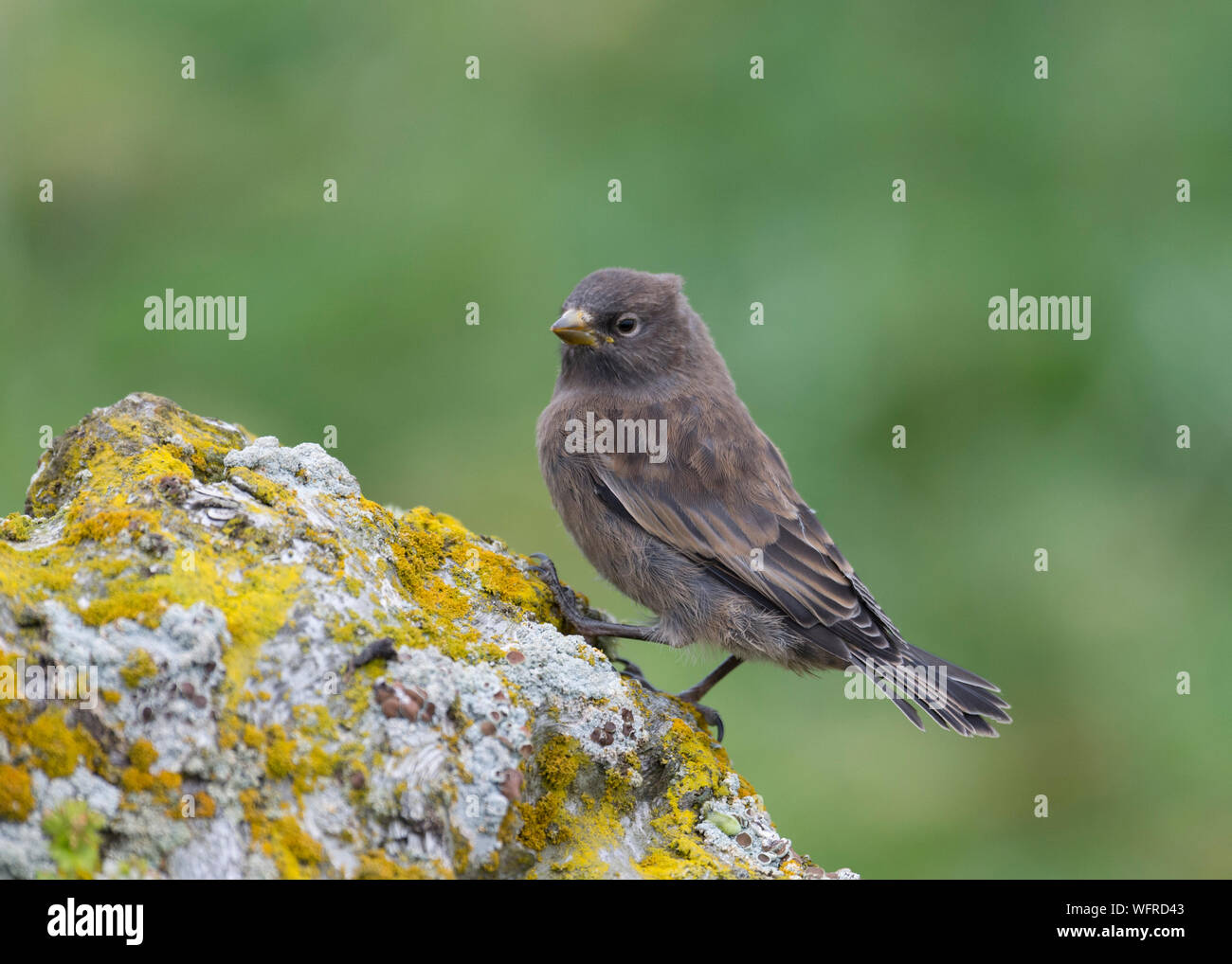 Rosy finch (Leucostitte tephrodite), île Saint Paul, Alaska, États-Unis Banque D'Images