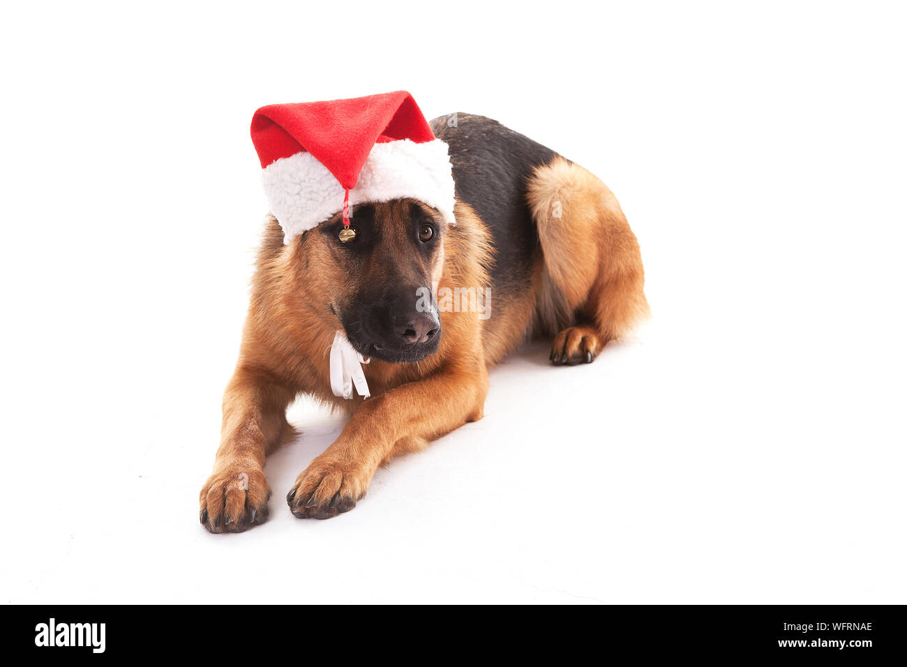 german shepherd hat