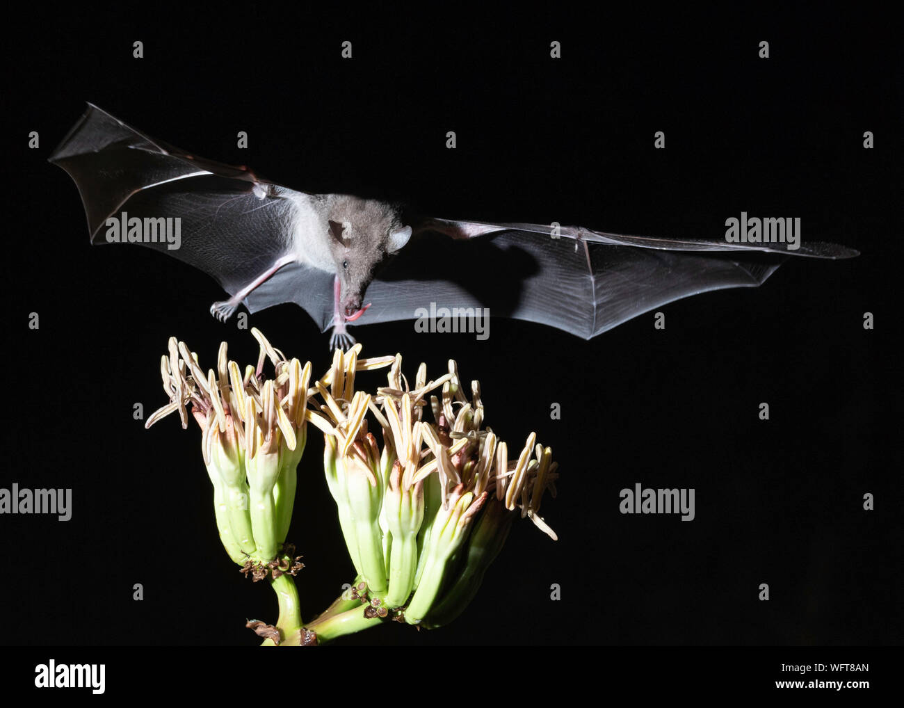 Proboscis Long mexicaine bat dans le sud de l'Arizona Banque D'Images