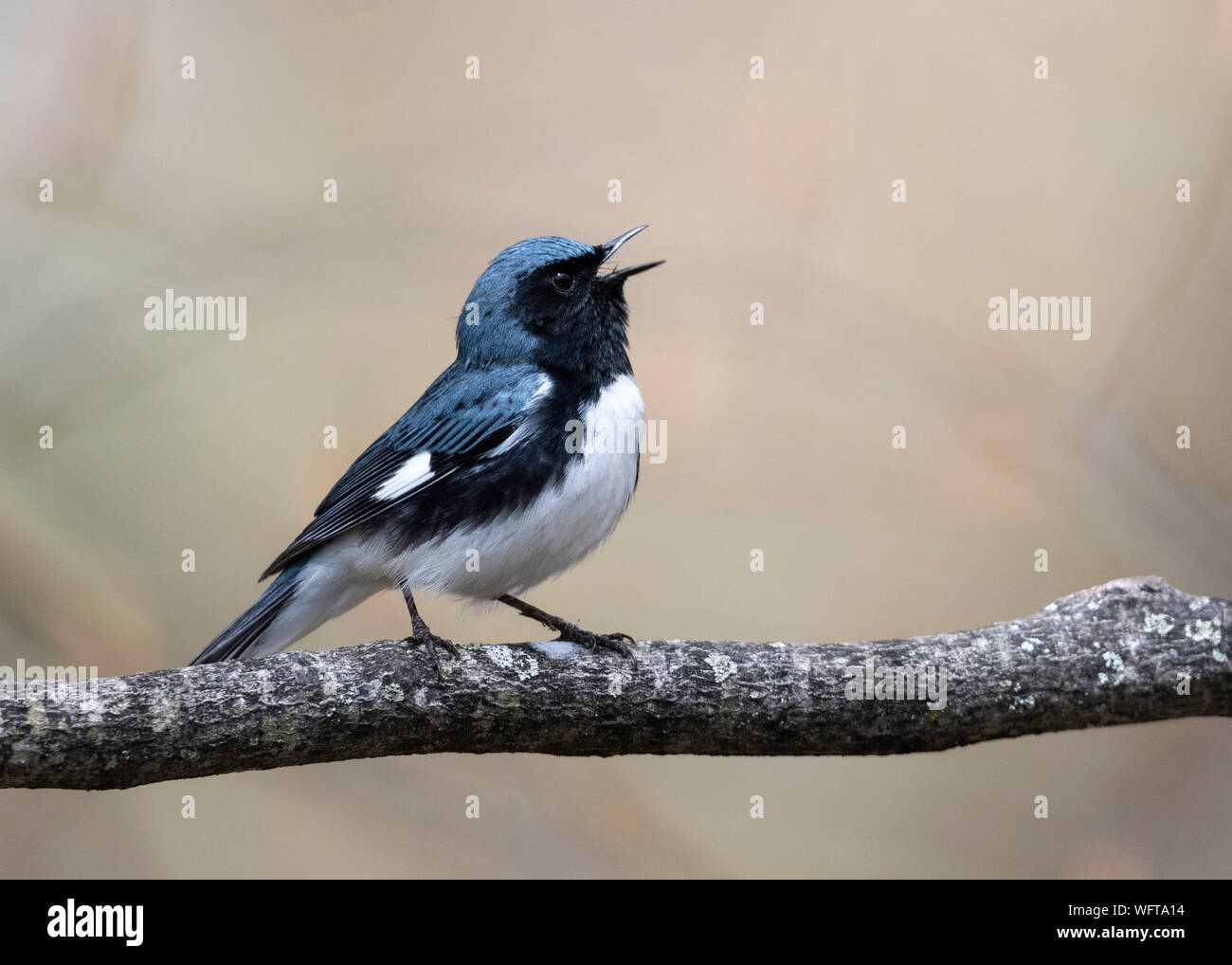 Paruline bleue à gorge noire (Setophaga caerulescens), forêt nationale de Hiawatha, nord du Michigan, États-Unis Banque D'Images