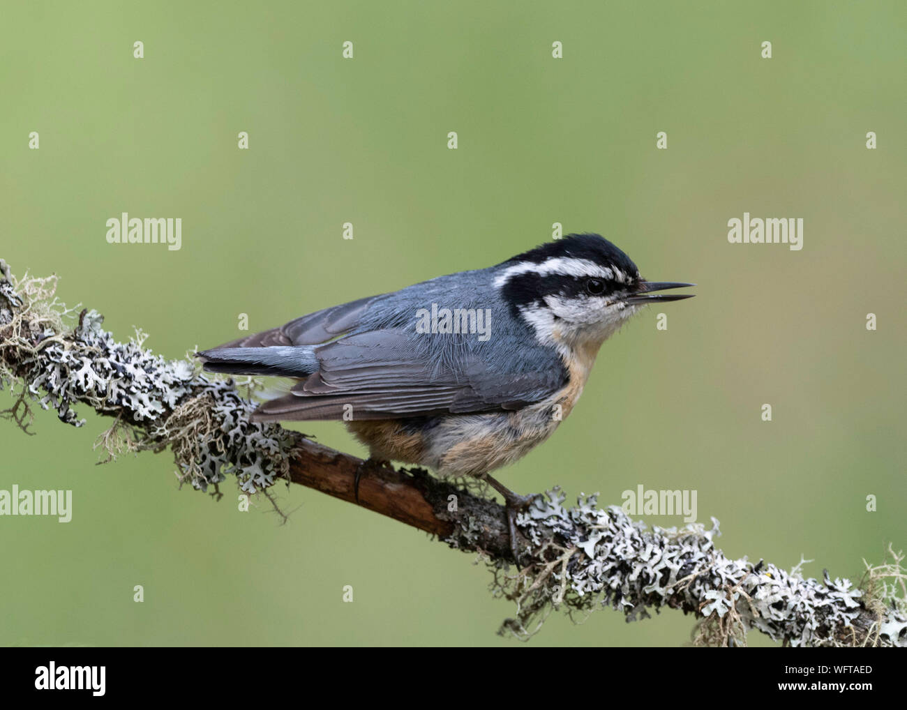 Nuthatch à poitrine rouge (Sitta canadensis), nord du Michigan pendant la migration, États-Unis Banque D'Images