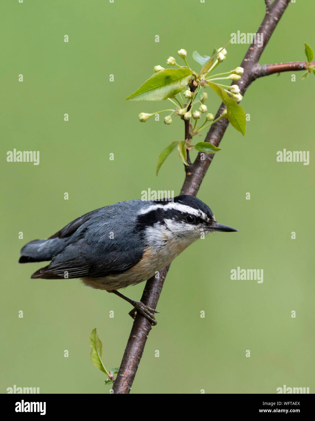 Nuthatch à poitrine rouge (Sitta canadensis), nord du Michigan pendant la migration, États-Unis Banque D'Images