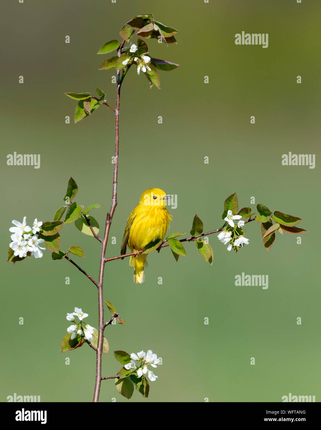 Paruline jaune perché sur fleurs de printemps, baie Munuscong Mgt, Région de la péninsule du Michigan Banque D'Images