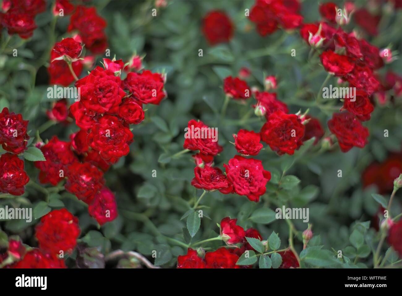 Roses magenta se développer dans le jardin d'été Banque D'Images