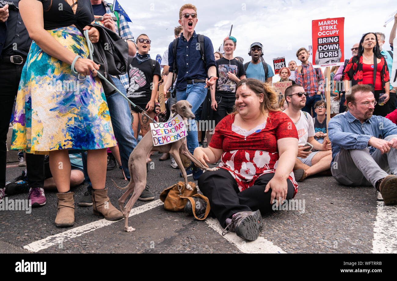 31 août 2019 - London, UK. Un Anti-Brexit protestataires a Westminster Bridge jusqu'à l'arrêt. Un manifestant a greyhound chien race skinny. Banque D'Images