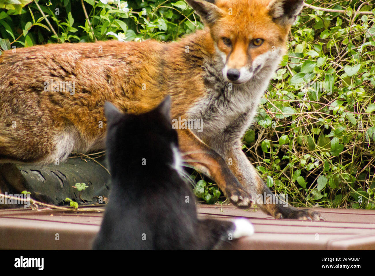 Chat Renard Banque De Photographies Et D Images A Haute Resolution Alamy