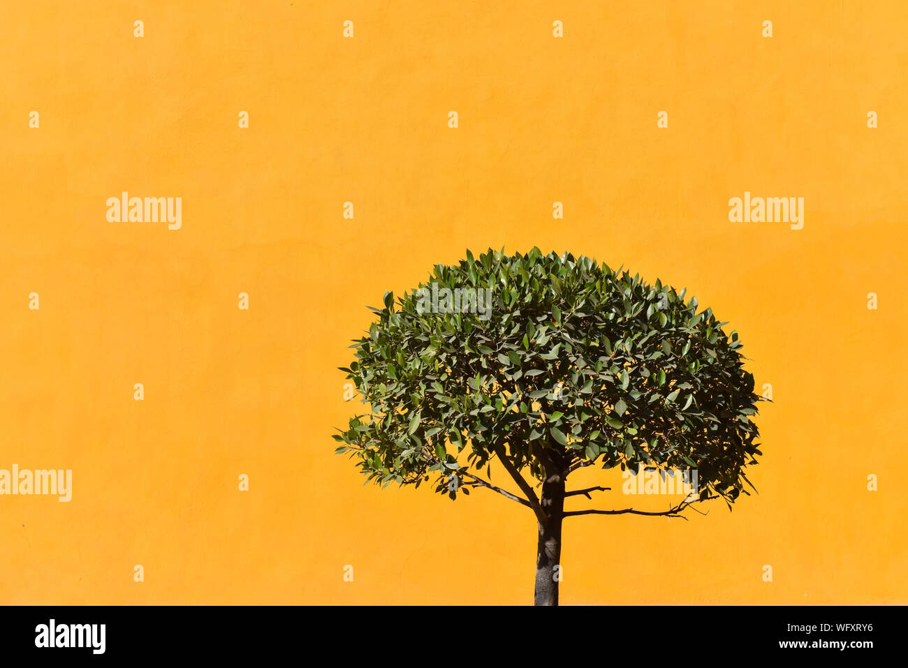 Arbre sur un mur jaune Banque D'Images