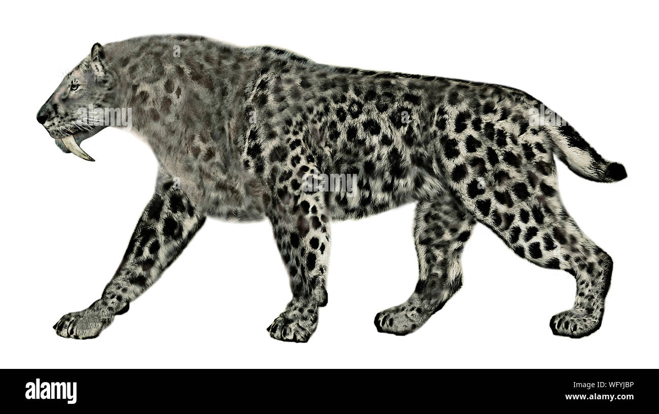 Smilodon fatalis (isolé sur fond blanc), CARNIVORA Felidae Machairodontinae - - - 300 kg - Norteamérica - Pleistoceno 0,3 0,012 un Ma. Banque D'Images Smilodon fatalis (isolé sur fond blanc), CARNIVORA Felidae Machairodontinae - - - 300 kg - Norteamérica - Pleistoceno 0,3 0,012 un Ma. Banque D'Images