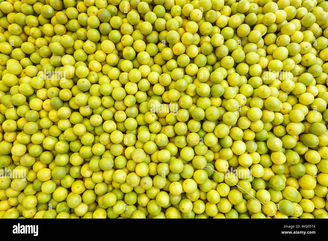 Citrons frais vendu en part de marché KR situé à Bangalore qui est l'un des plus anciens et des plus importants marchés en Inde Banque D'Images