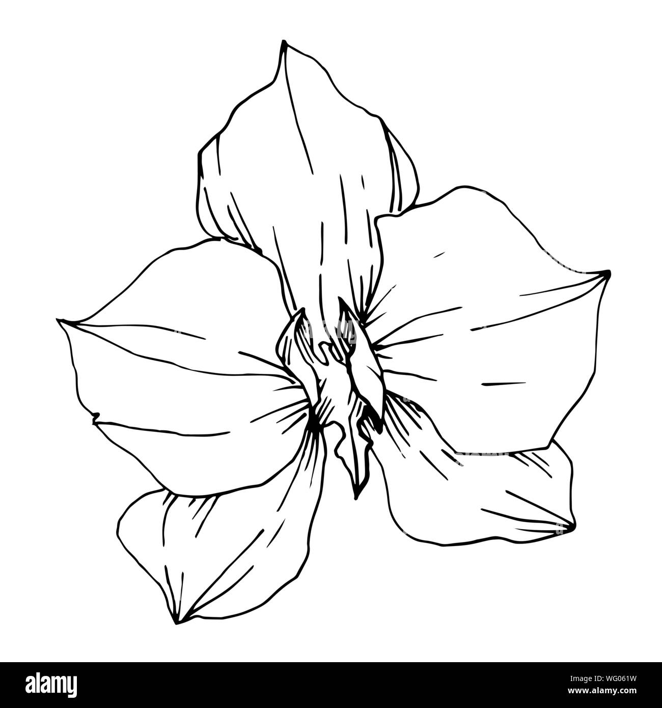 Fleurs TROPICALES et vecteur feuilles isolées. Gravée en noir et blanc L'art de l'encre végétale isolée de l'élément d'illustration. Illustration de Vecteur Fleurs TROPICALES et vecteur feuilles isolées. Gravée en noir et blanc L'art de l'encre végétale isolée de l'élément d'illustration. Illustration de Vecteur