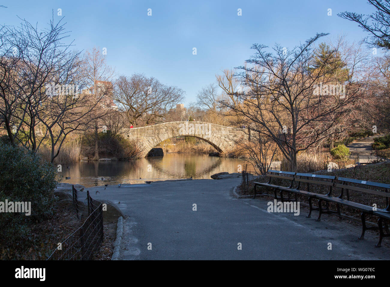 Canards dans l'étang avec le Gapstow Bridge en arrière-plan, Central Park, New York City. Banque D'Images