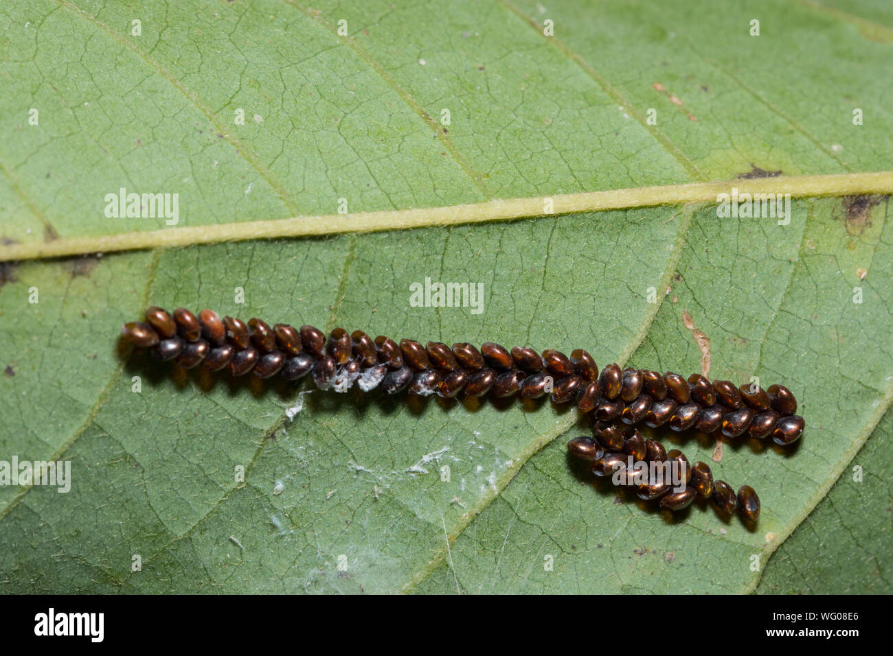 Insect eggs Banque de photographies et d’images à haute résolution Alamy — free download