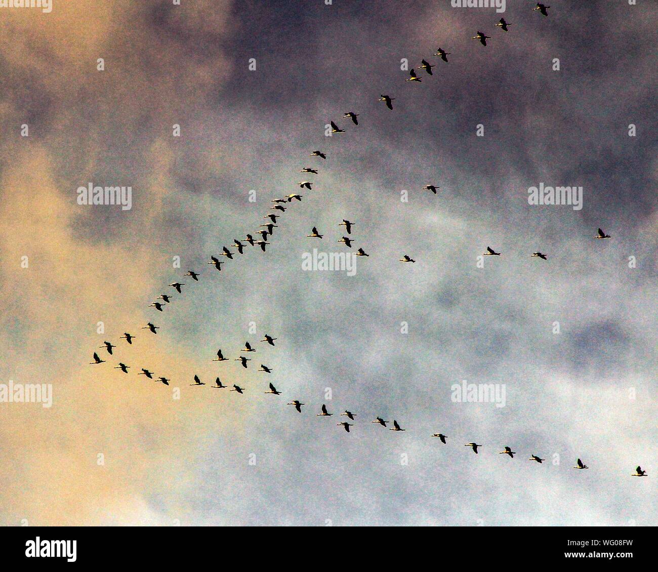 Alignés dans le ciel les oiseaux Banque D'Images