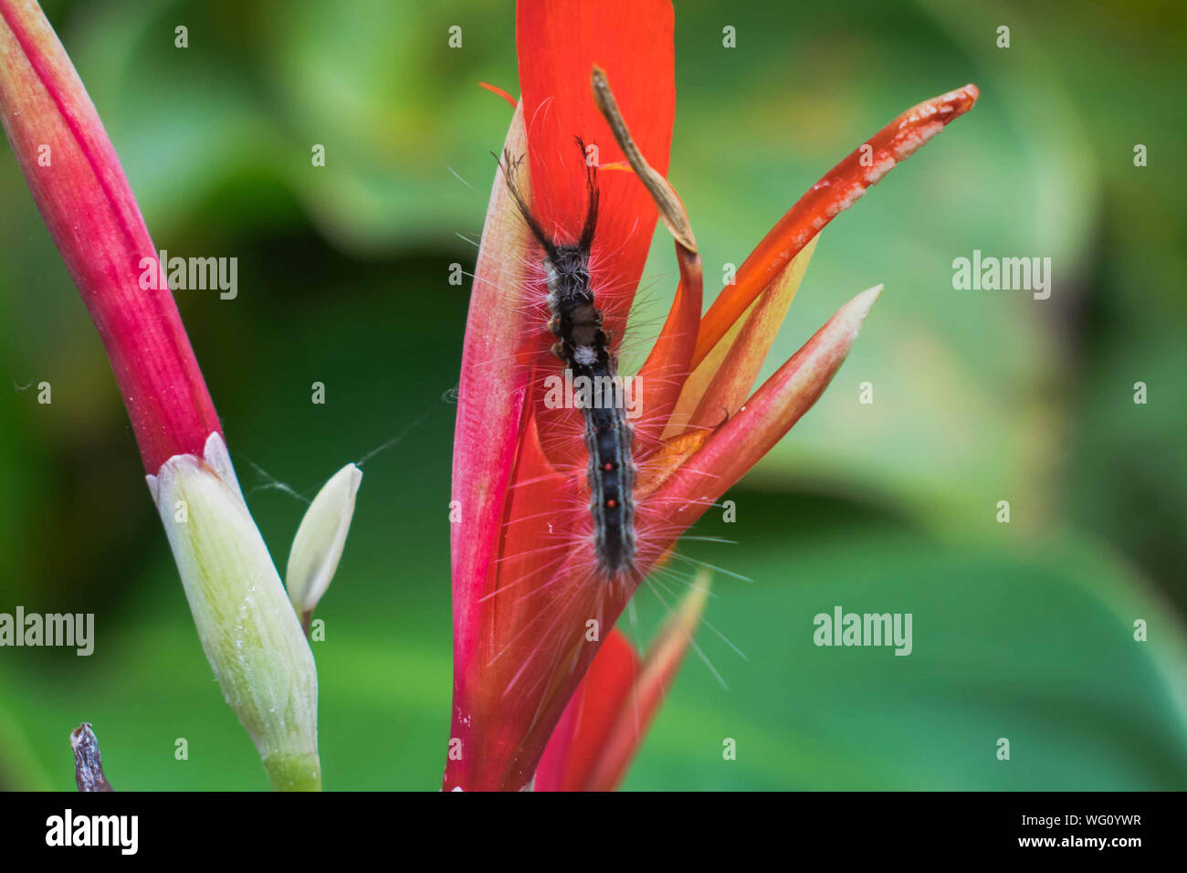 Caterpillar peluche noir posé sur une fleur rouge Banque D'Images