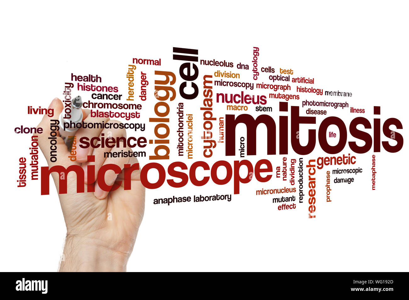 La mitose mot concept cloud Banque D'Images