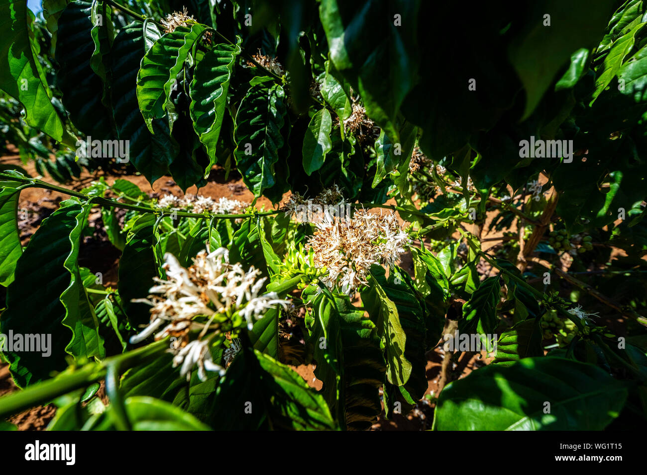 Fleur de café arabica et robusta sur baies arbre en ferme, Gia Lai, au Vietnam Banque D'Images