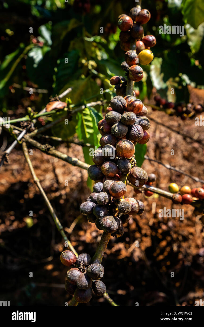 Les baies de café ont des parasites sur l'arbre en ferme, Gia Lai, au Vietnam Banque D'Images