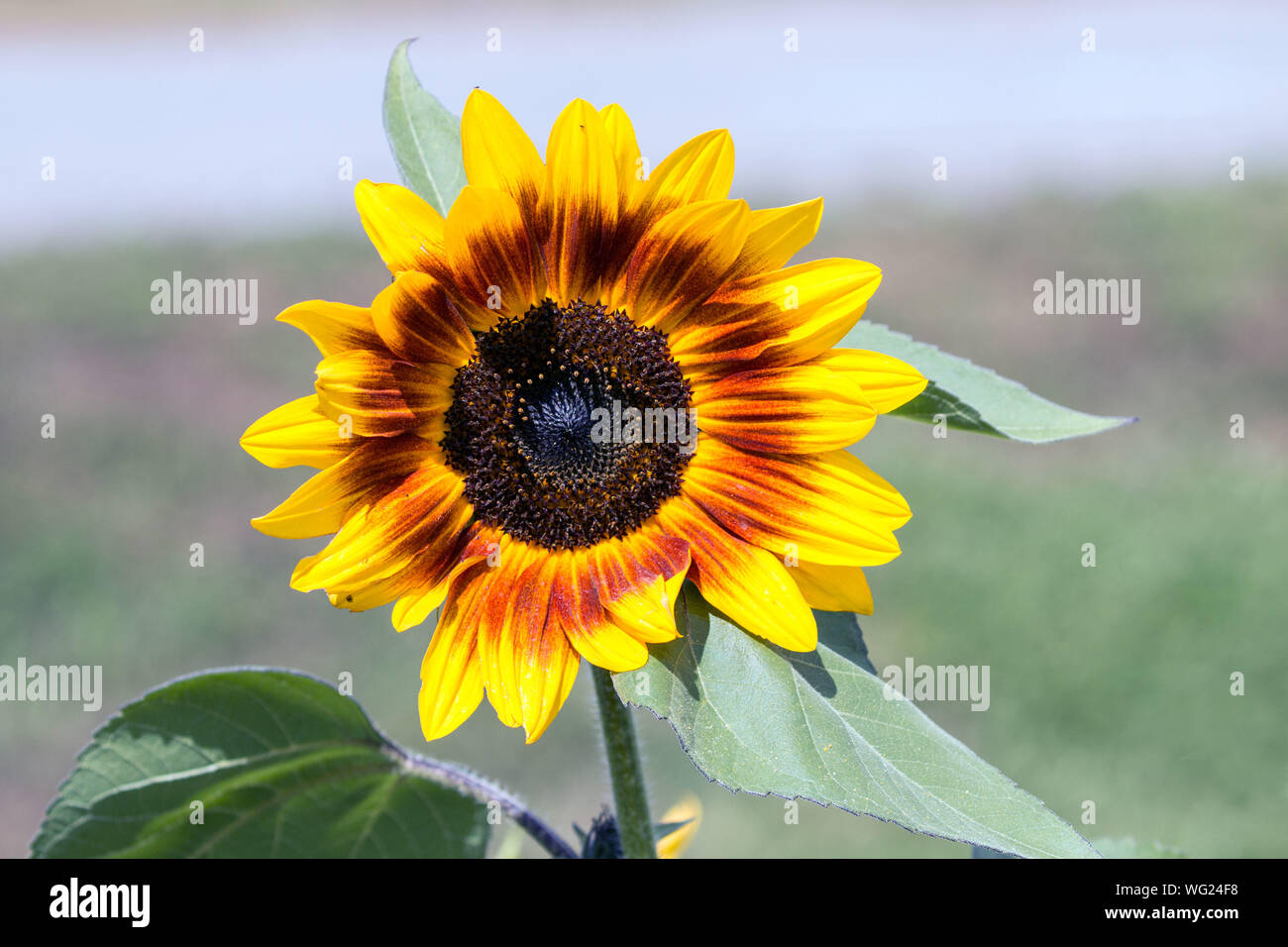 Libre d'un grand tournesol avec pétales rouges et jaunes tige. Banque D'Images