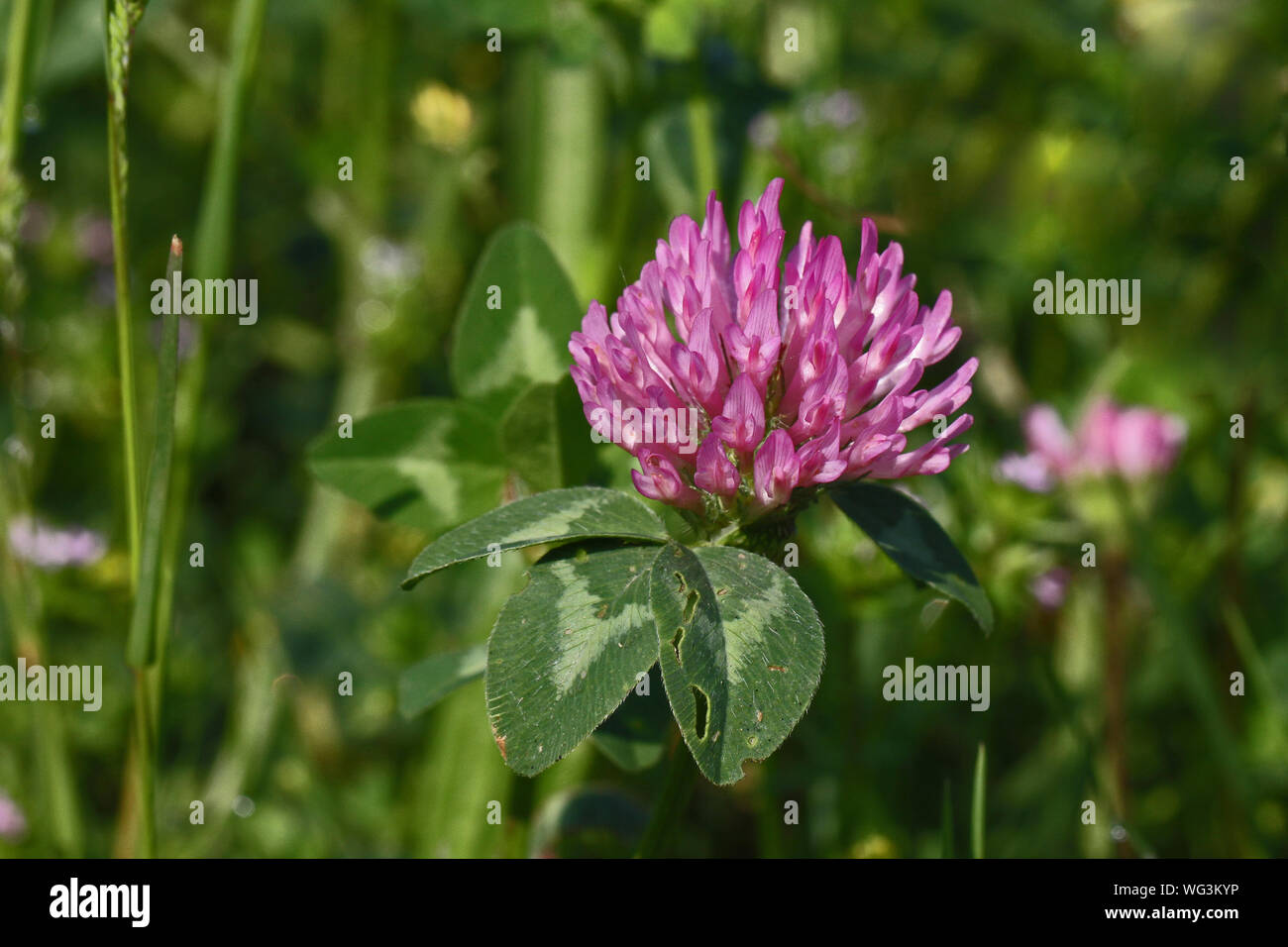 Trèfle rouge ou rose en fleur symbot État du Vermont Amérique Trifolium pratense trèfle champ sauvage ou en fleur avec des feuilles panachées en Italie en springt Banque D'Images