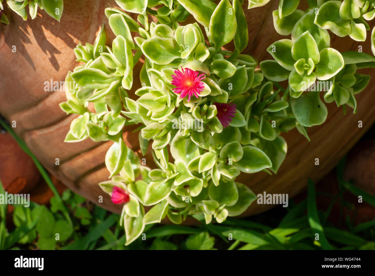 Bébé soleil rose est une plante panachée (Mesembryanthemum cordifolium) en fleurs,dans un pot en terre cuite. Jardins de Sedgwick sur Hill Estate, à Beverly, MA Banque D'Images