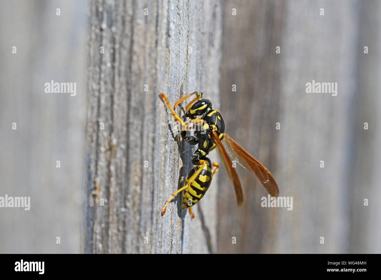 Tree wasp wasp, ou de papier à partir de bois décapage de meubles de jardin pour construire un nid Polistes dominulus Latin gallicus ou comme un dolichovespula sylvestris Banque D'Images