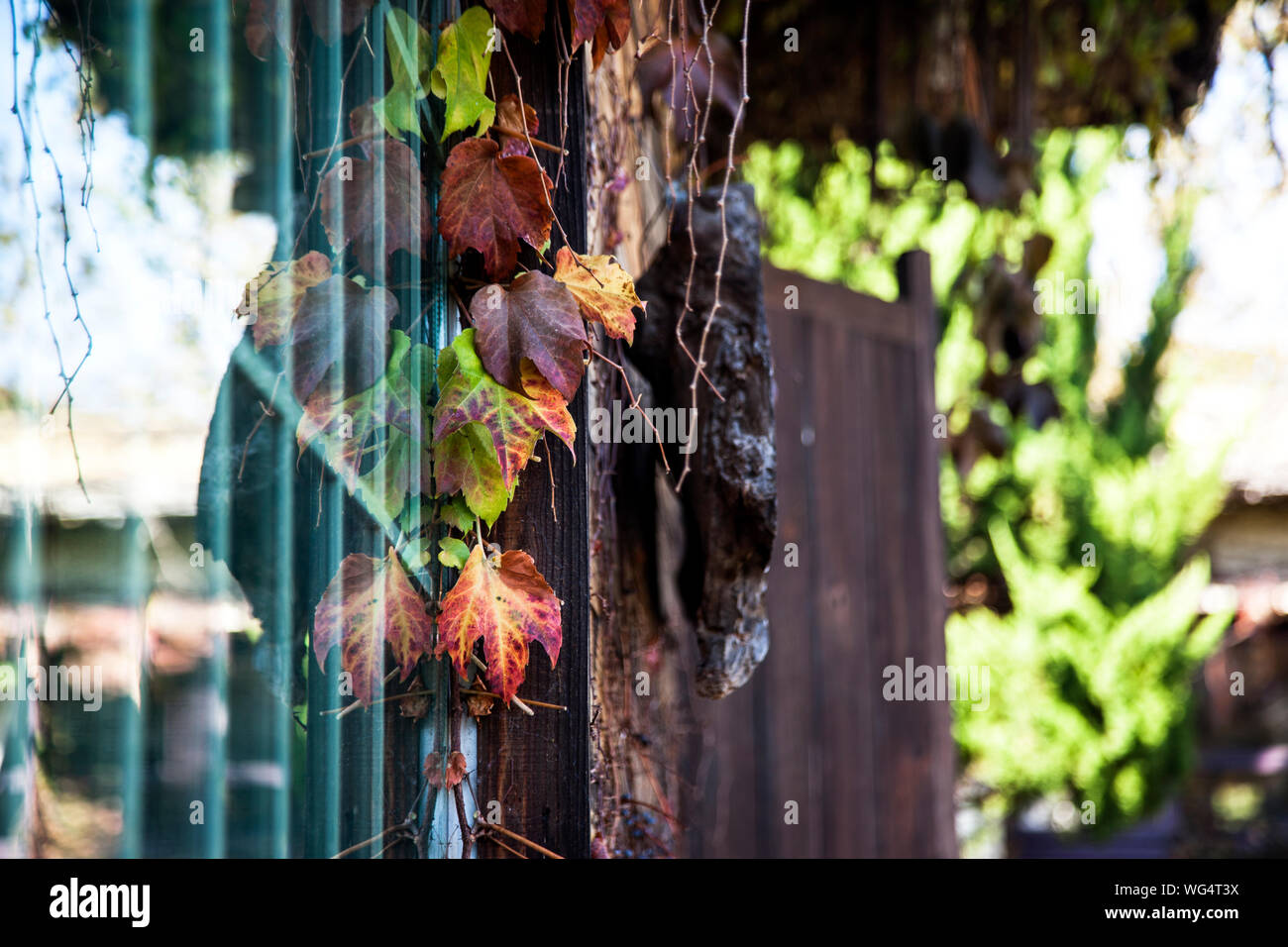 Plante sèche suspendu par la fenêtre en verre au cours de l'automne Banque D'Images