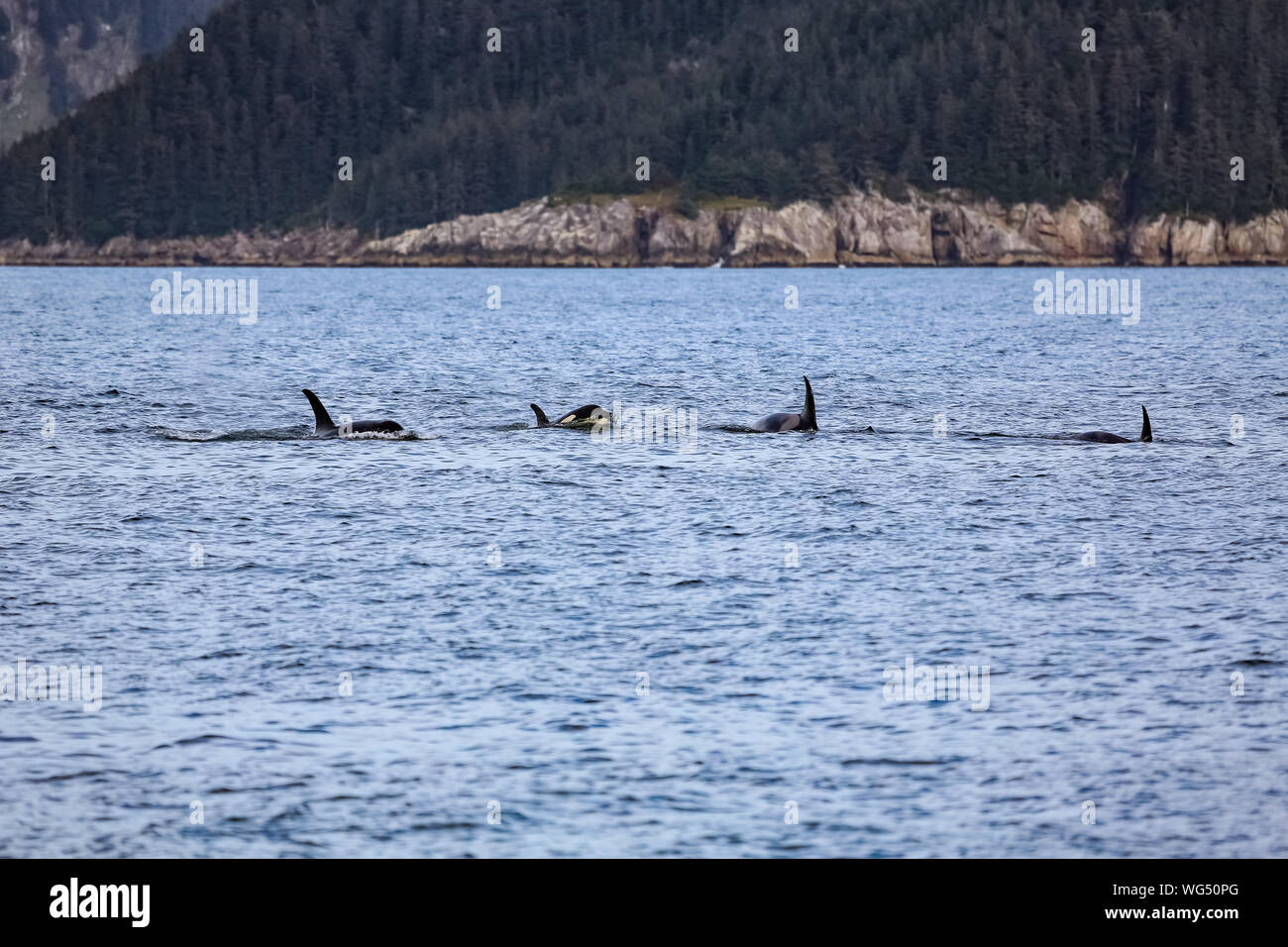 Groupe d'Orques ou épaulards nageant à la surface de l'eau, Kenai Fjords National Park, Alaska Banque D'Images