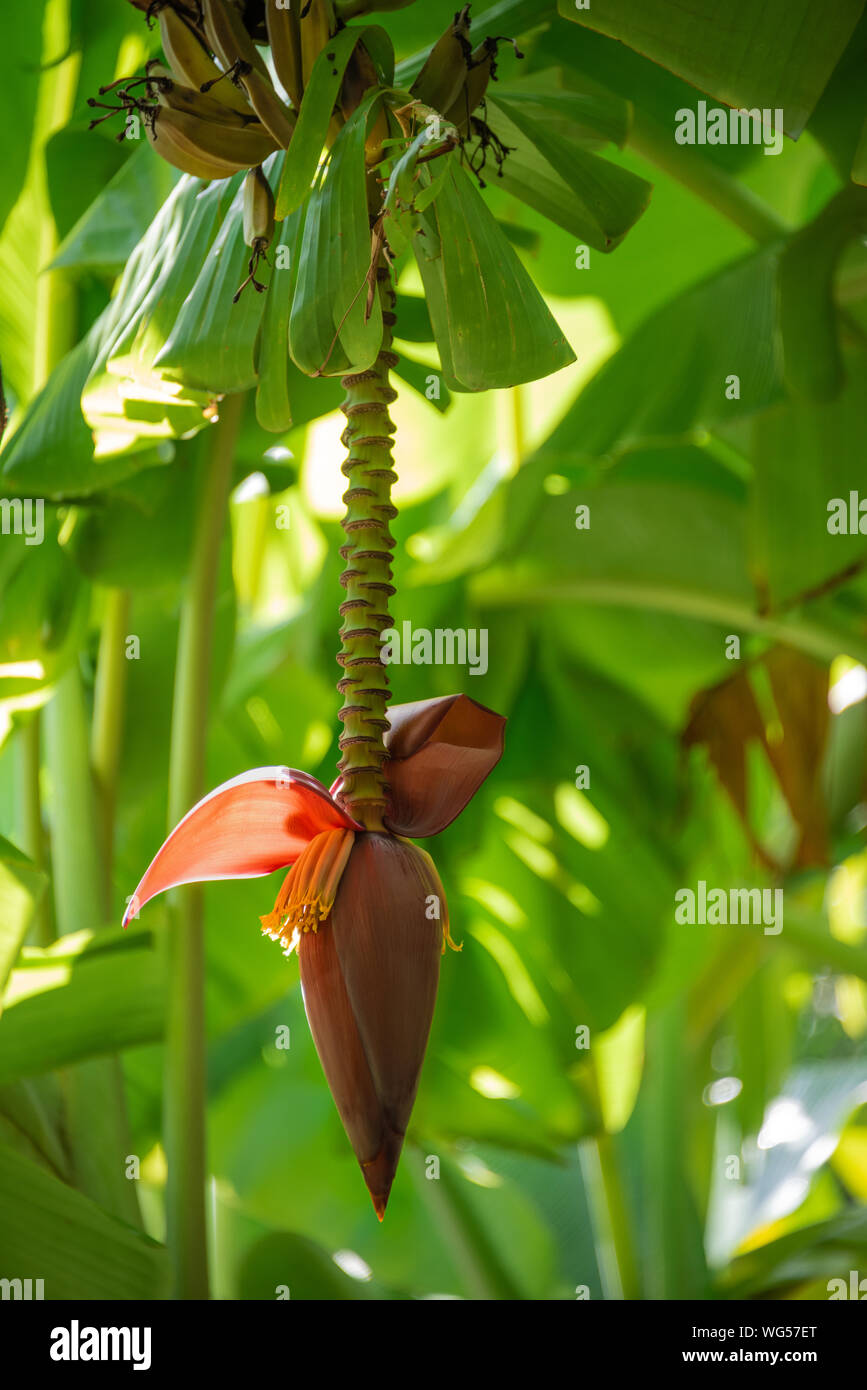 L'inflorescence de la banane avec des fleurs mâles et des bananes au Tyndall Pioneer Homestead de Jupiter, en Floride. (ÉTATS-UNIS) Banque D'Images