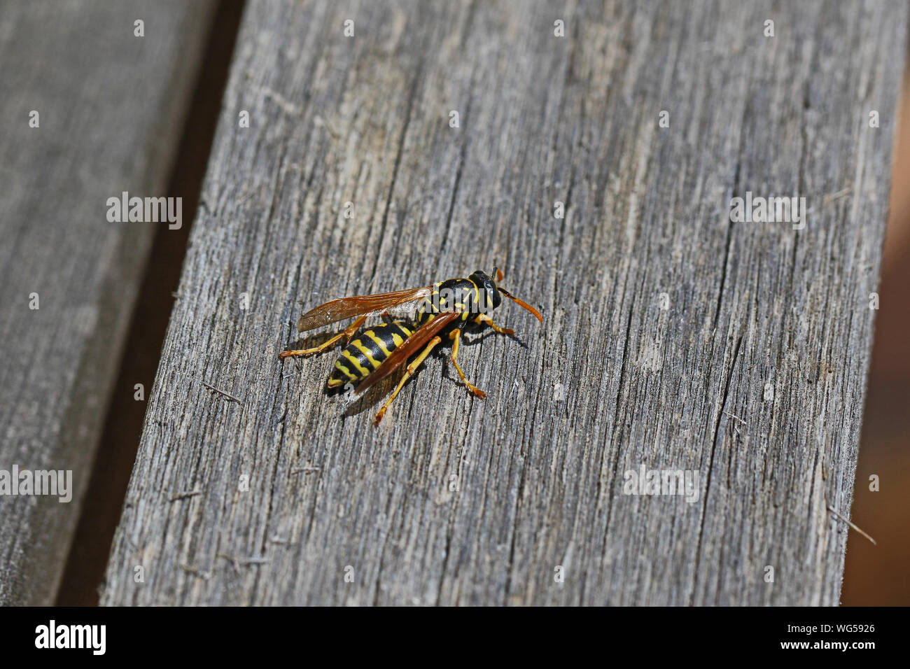 Tree wasp wasp, ou de papier à partir de bois décapage de meubles de jardin pour construire un nid Polistes dominulus Latin gallicus ou comme un dolichovespula sylvestris Banque D'Images