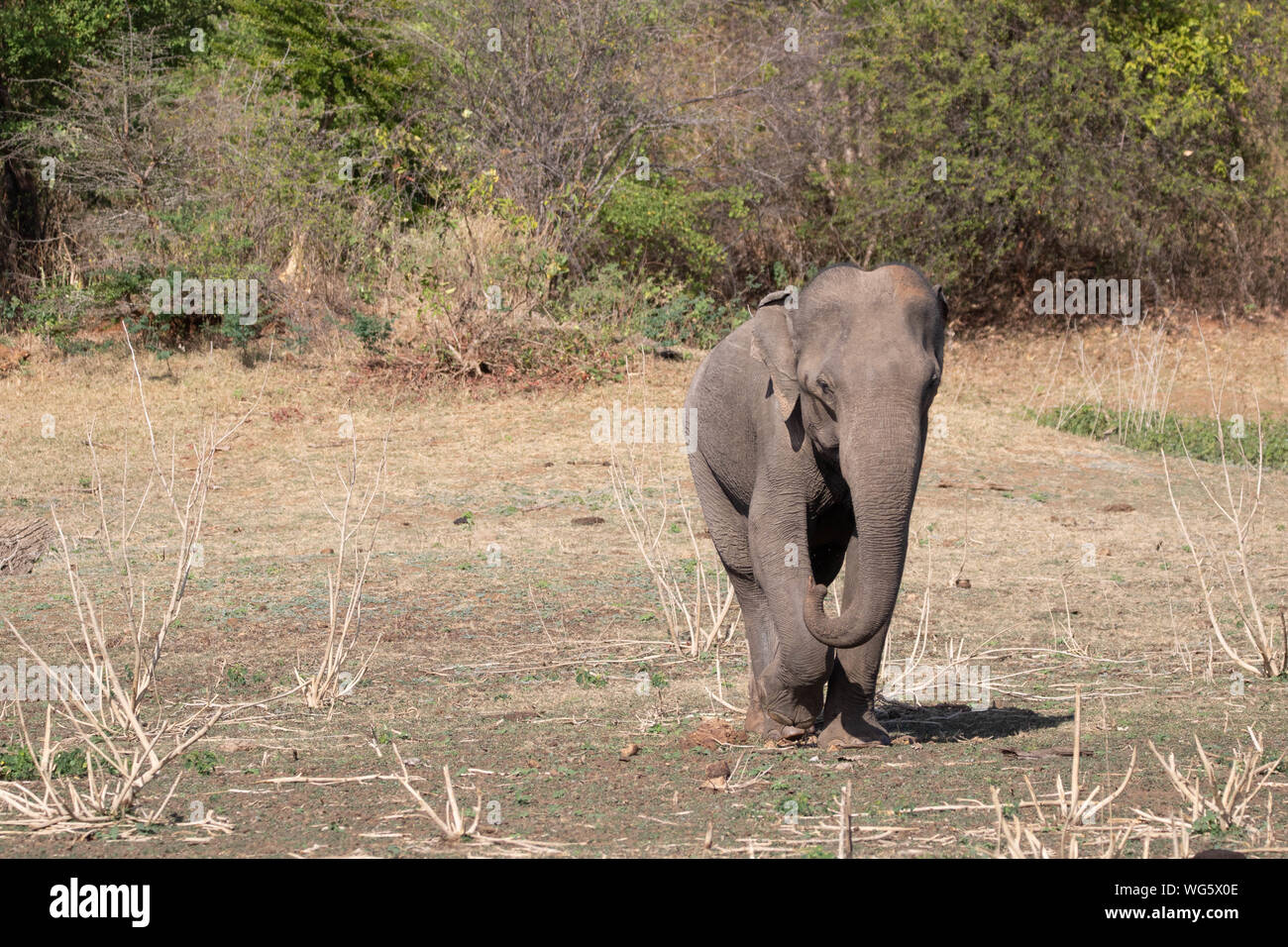 Dans un safari d'éléphant au Sri Lanka Banque D'Images