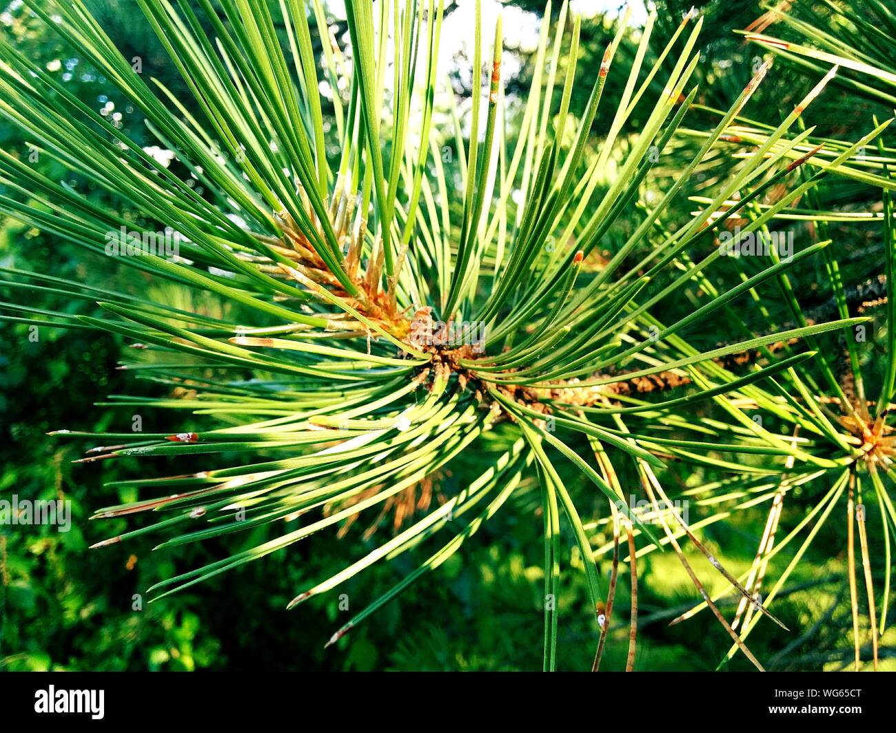 Feuilles de pin Banque de photographies et d’images à haute résolution ...