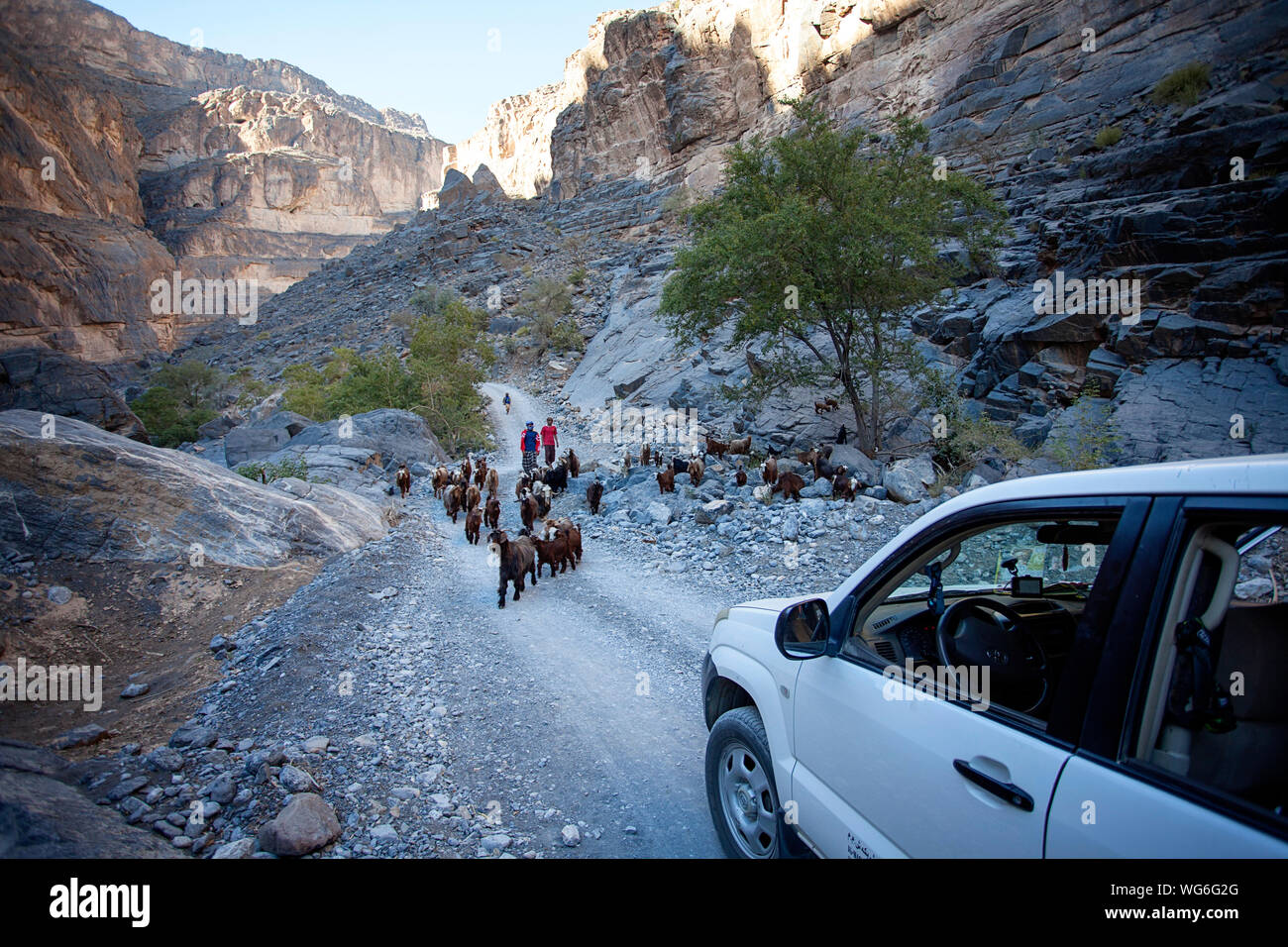 Sultanat d'Oman, Al Dakhiliyah, région des monts Hajar Occidental, Wadi Nakhr, bergers et un troupeau de chèvres près de tourist 4x4 dans le canyon Banque D'Images