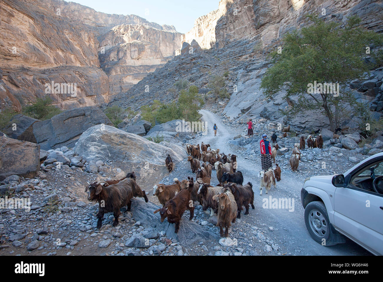 Sultanat d'Oman, Al Dakhiliyah, région des monts Hajar Occidental, Wadi Nakhr, bergers et un troupeau de chèvres près de tourist 4x4 dans le canyon Banque D'Images