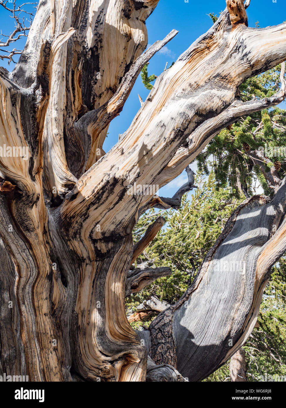 Ancient bristlecone pine forest dans le Parc National du Grand Bassin, Baker, Nevada, USA Banque D'Images