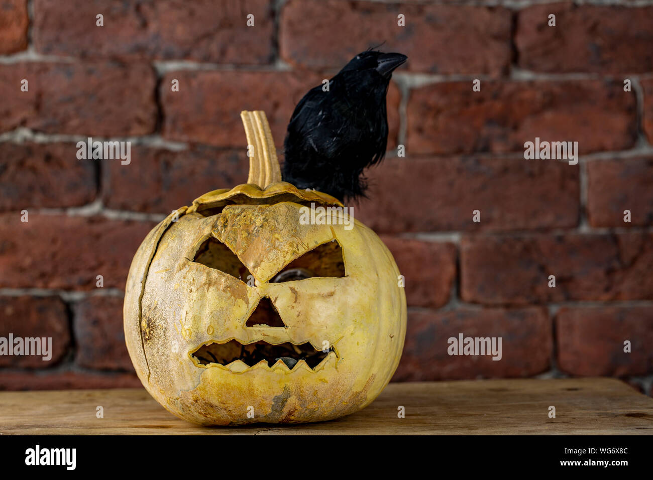 Crow citrouille et Halloween Concept. Banque D'Images