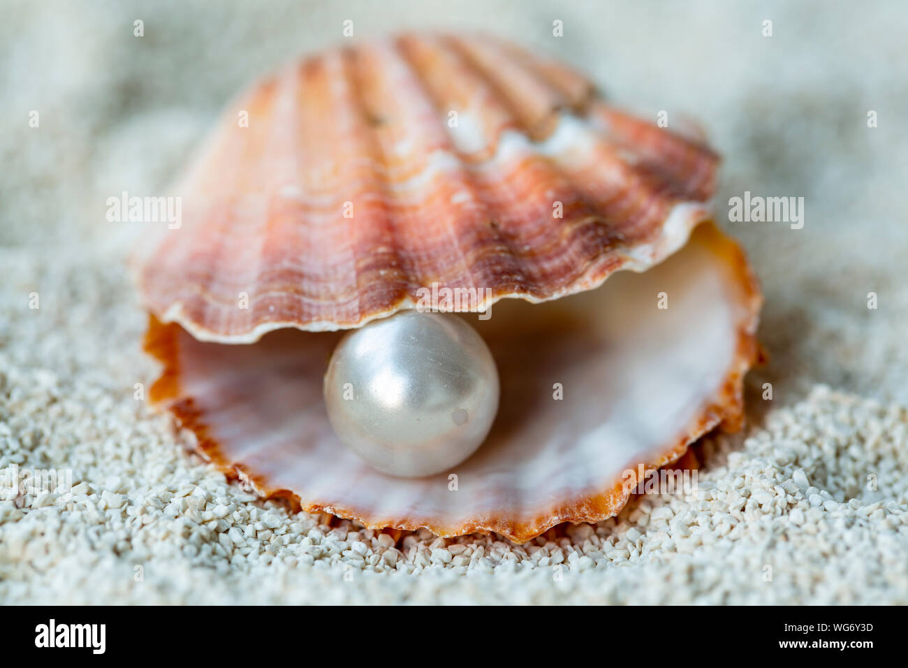 Pearl et de coquille d'huître. Mode et Bijoux Concept Banque D'Images