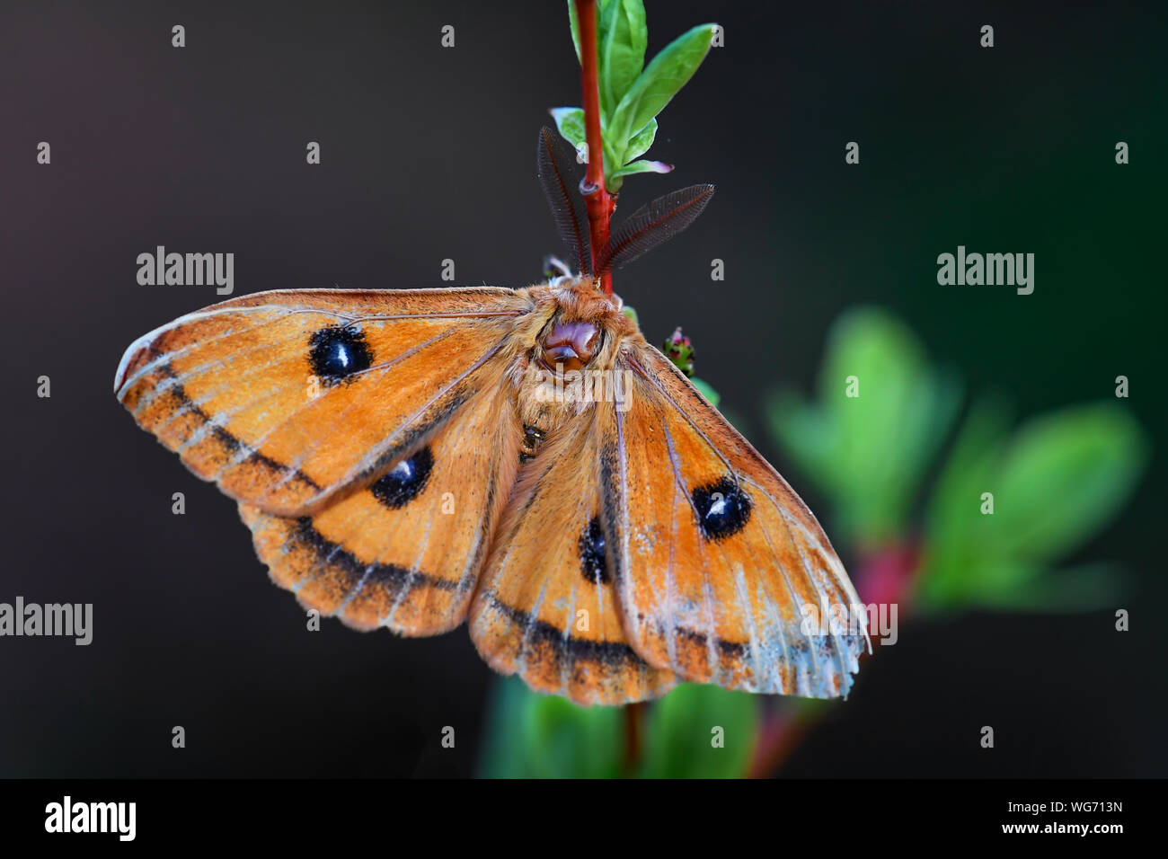 Aglia tau tau - Empereur, belle espèce des forêts et zones boisées avec lettre tau sur les ailes, en République tchèque. Banque D'Images