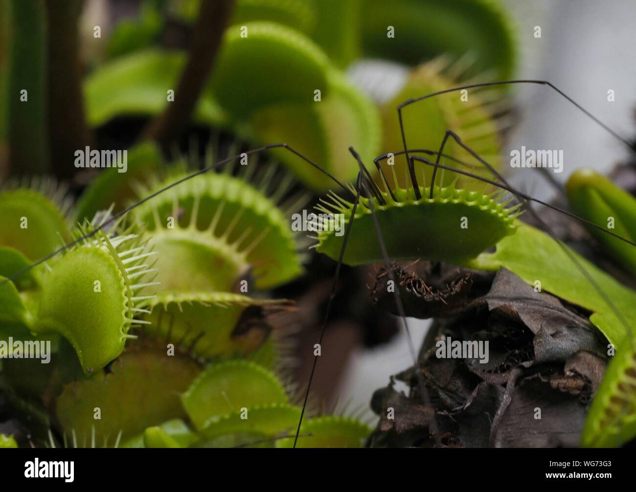 Close-up de plantes carnivores Banque D'Images