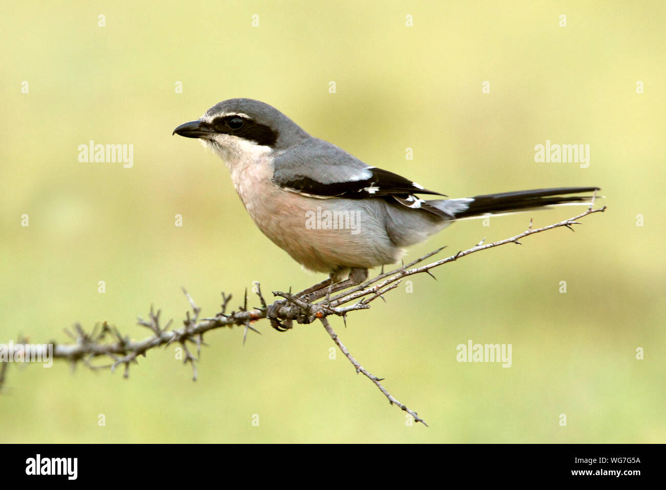 Lanius meridionalis Banque D'Images