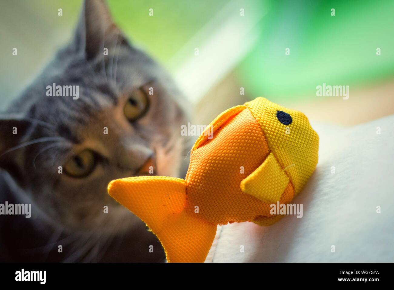 Regarder les poissons jouet Chat Photo Stock - Alamy